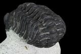 Bargain, Morocops Trilobite - Visible Eye Facets #120084-4